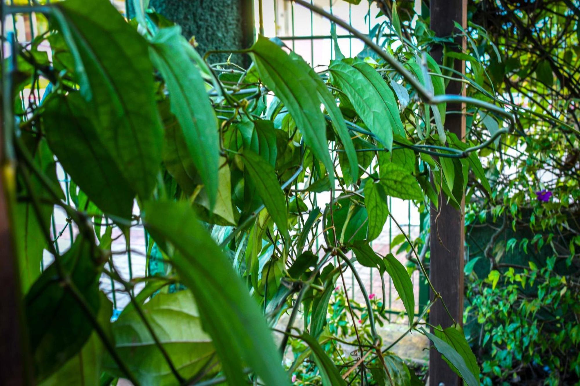 Pousada Natureza Florianópolis Εξωτερικό φωτογραφία